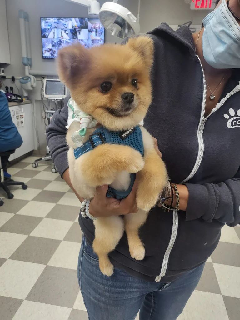 Rainbow Vet Hospital, Burbank