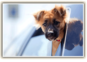 dog out car window