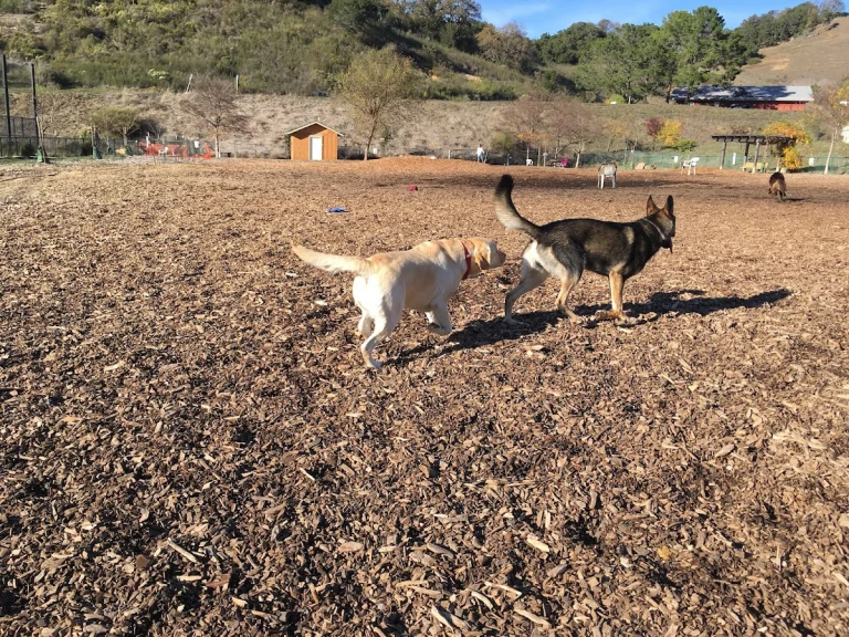 Red Hill Dog Park