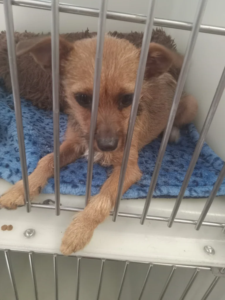 Redlands Animal Shelter, Redlands