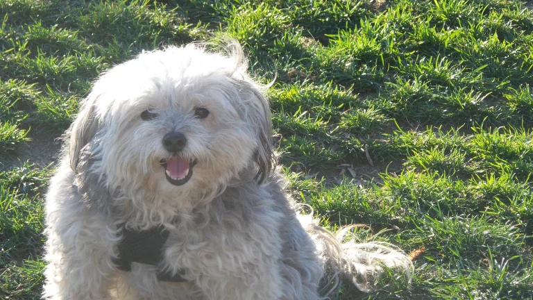 Reed Street Dog Park