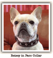 french bulldog in paco collar