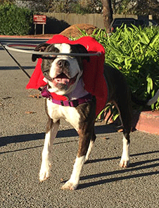 Blind dog wearing a halo
