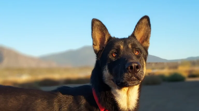 Rescue Ranch, a dog-friendly animal rescue in Yreka, California