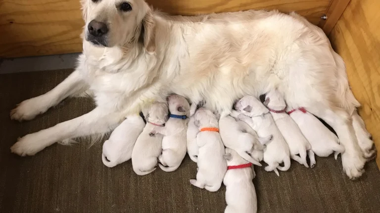 Retrievers & Friends