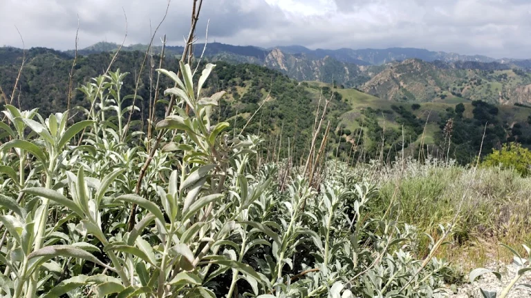 Rice Canyon Loop Trail, a dog-friendly hiking trail in Newhall, California