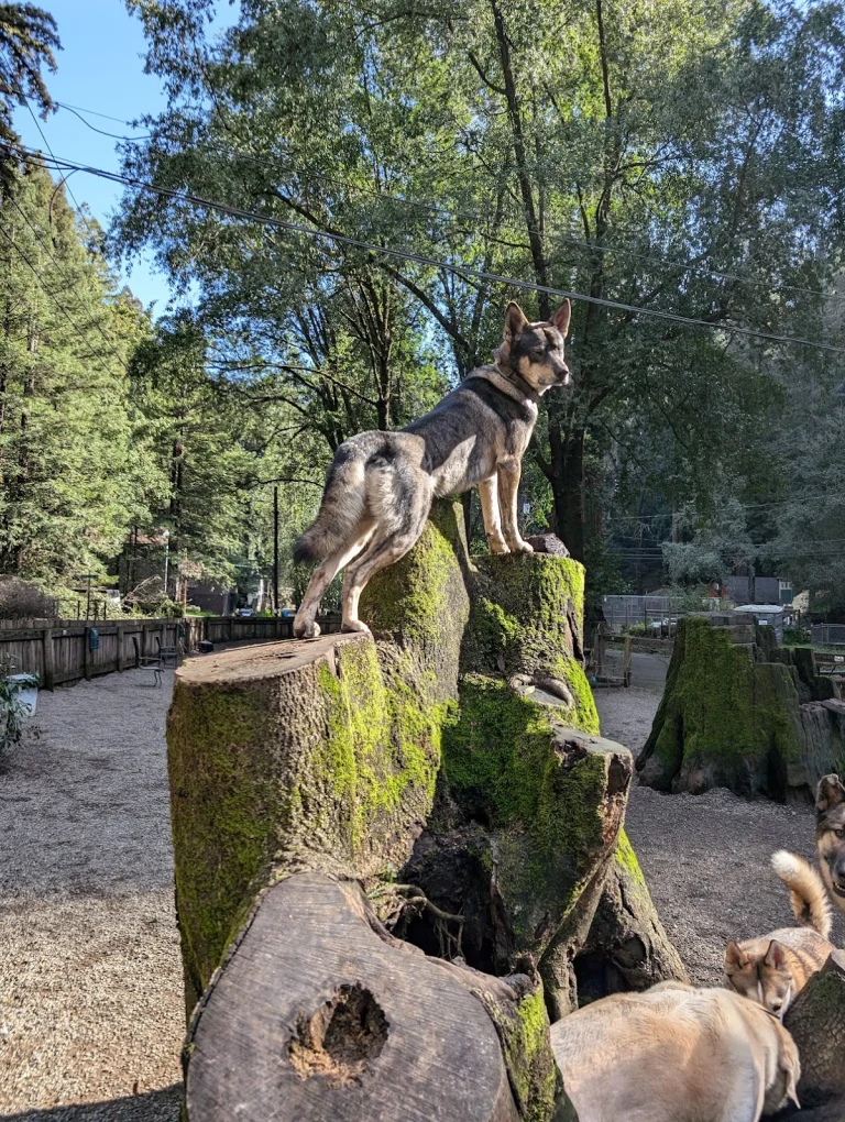 Rio Nido Dog Park, a dog-friendly dog park in Guerneville, California