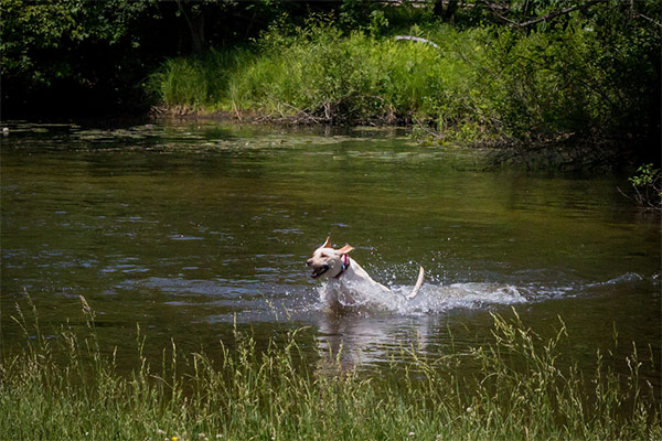 River Running With Rover