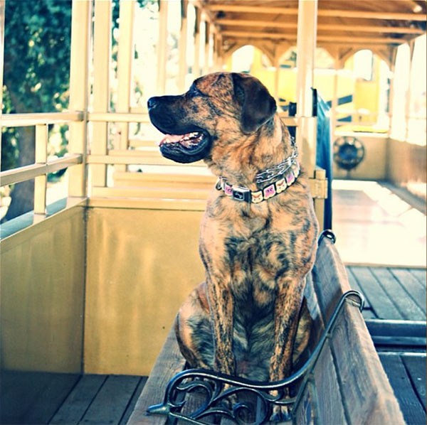 Dog rides the Sacramento River Train