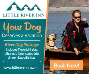 Little River Inn River Dog