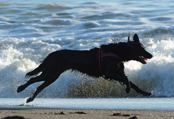 Dog running free along the coast