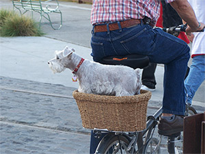 Dog on a bike in Petaluma