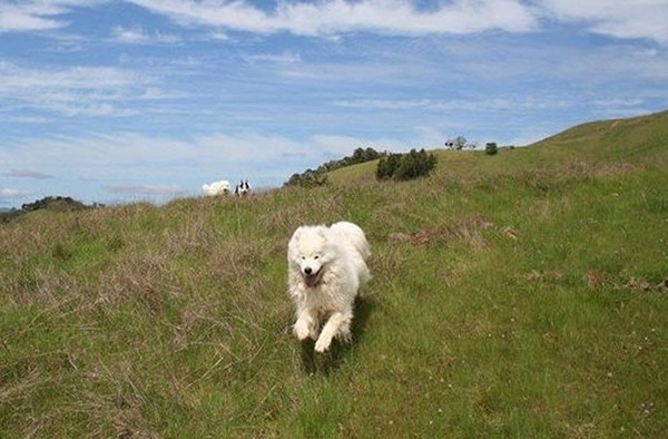 dog running on hillside