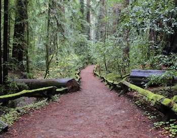 Redwood Trees and a path
