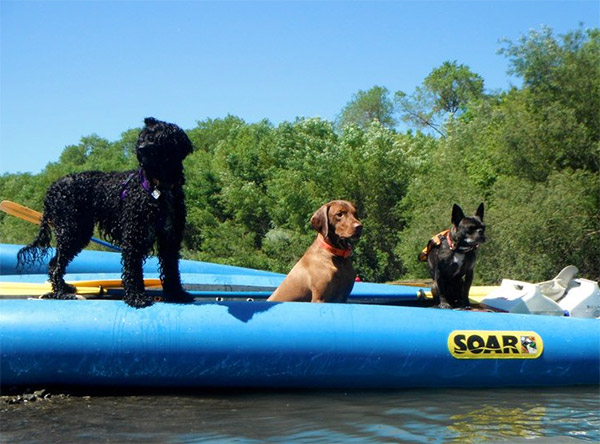 Dogs on the river