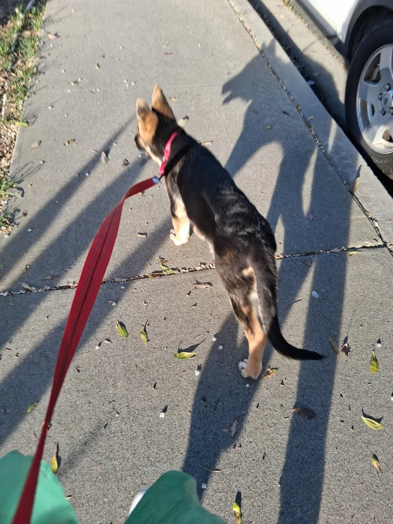 San animal services Google Places photo