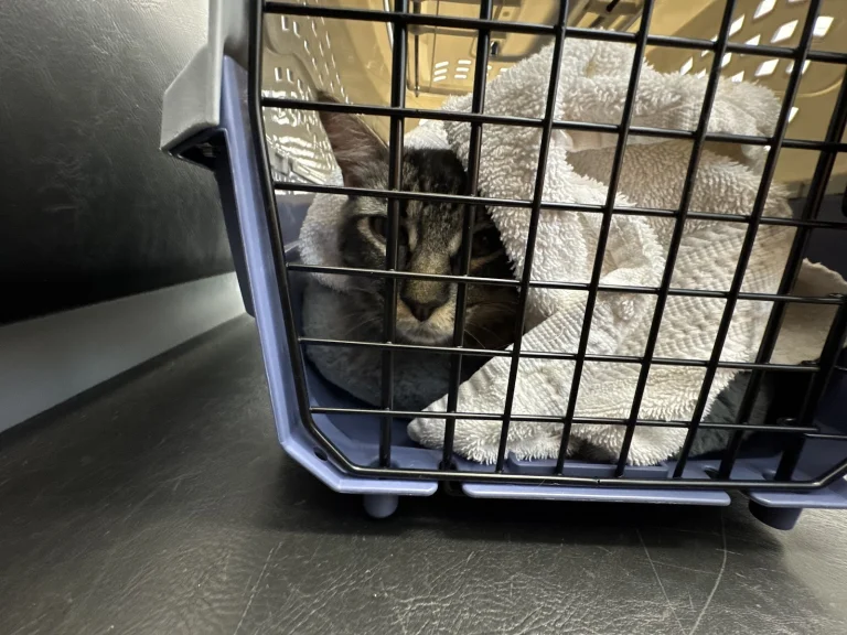 San Diego Humane Society Google Places photo