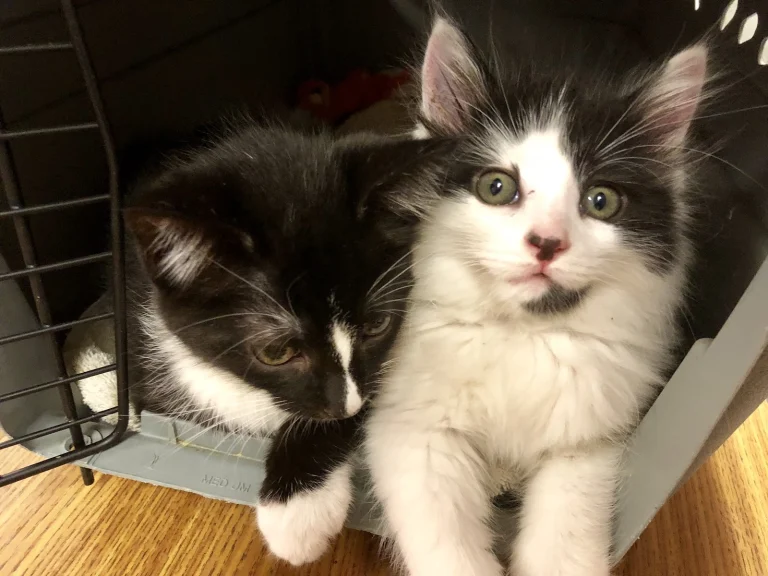 San Francisco Animal Care Google Places photo