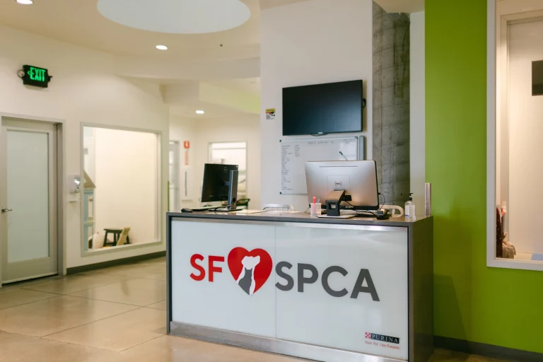 San Francisco SPCA Adoption