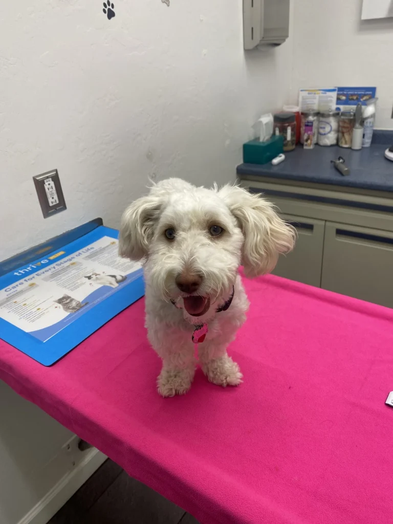 San Jose Animal Hospital