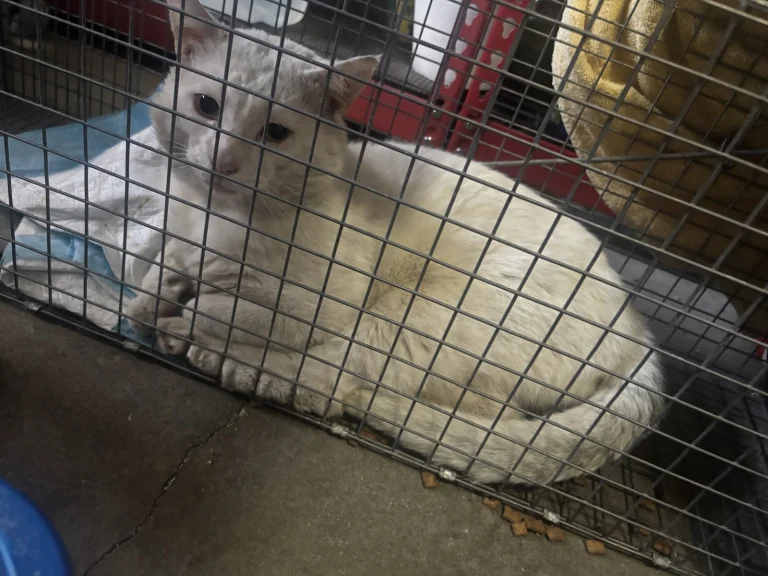 San Ramon Veterinary Hospital Google Places photo