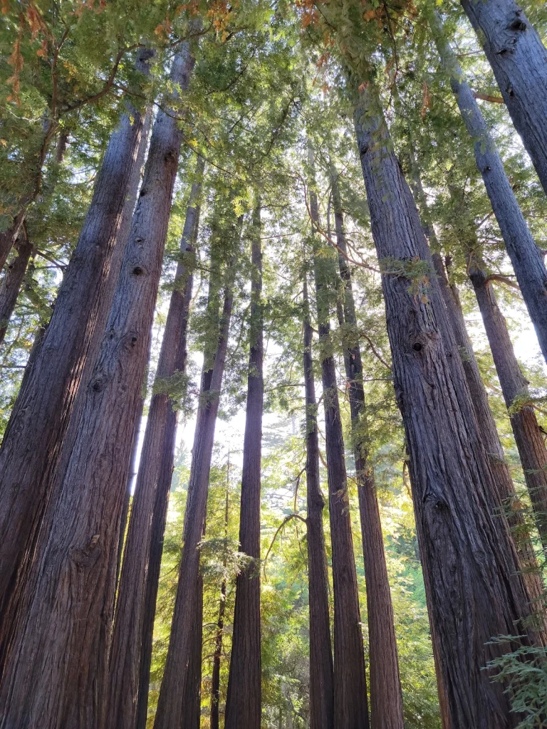 Sanborn County Park, a dog-friendly accessible destination in Saratoga, California