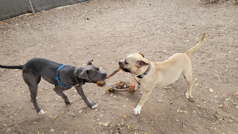 Santa Barbara Animal Shelter, a dog-friendly animal rescue in Goleta, California