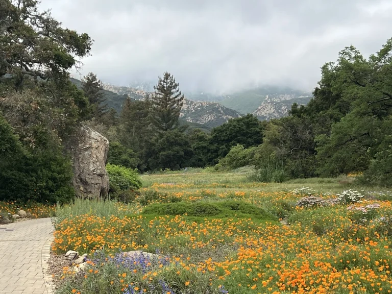 Santa Barbara Botanic Garden, a dog-friendly park in Santa Barbara, California