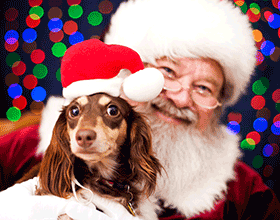 Santa and Dog