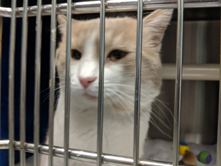 Santa Monica Animal Control, Santa Monica