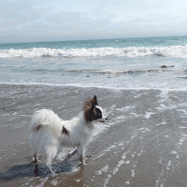 Dog on the beach in Santa Cruz