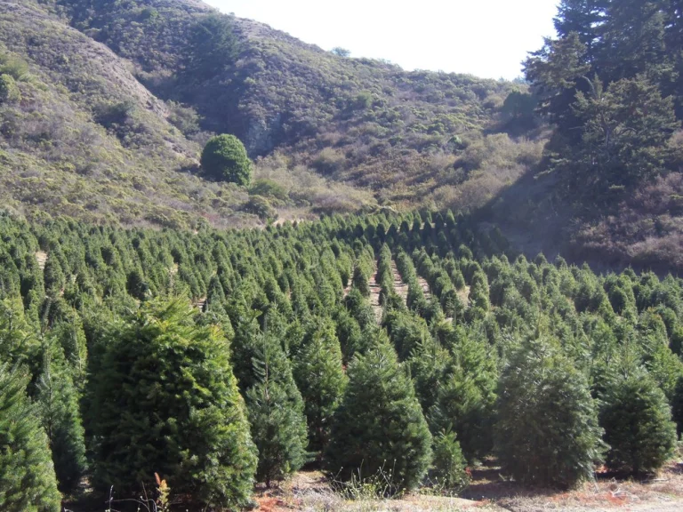 Santa's Tree Farm, Half Moon Bay