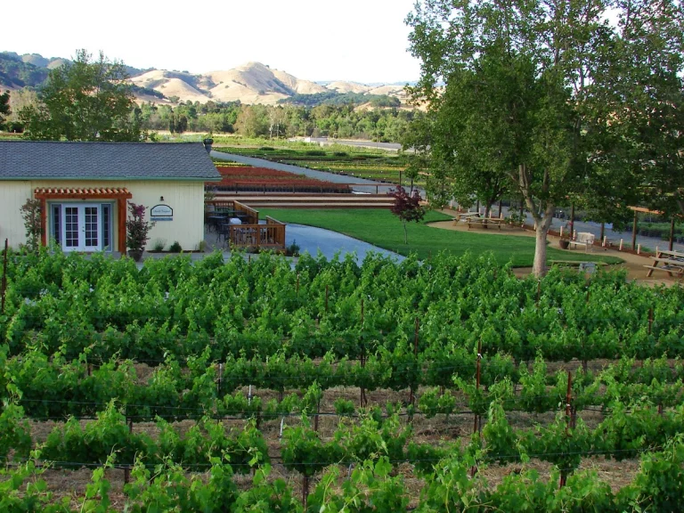 Sarah's Vineyard, Gilroy
