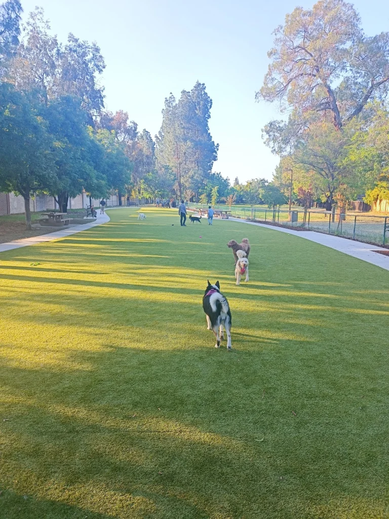 Saratoga Creek Dog Park, a dog-friendly dog park in San Jose, California