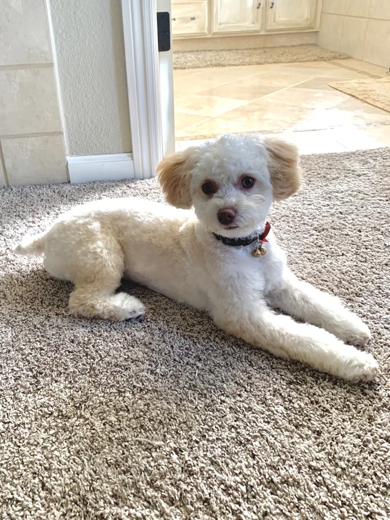 Sassy Pooch, a dog-friendly dog grooming salon in Gilroy, California