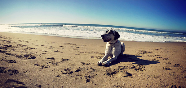 Dog on Rio Beach in Santa Cruz