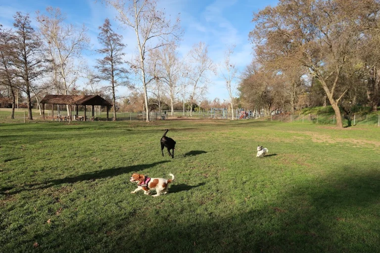 Saugstad Dog Run