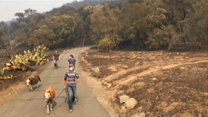 people leading animals out of a fire