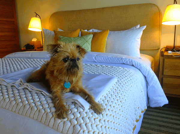 Dog on bed at sea ranch lodge