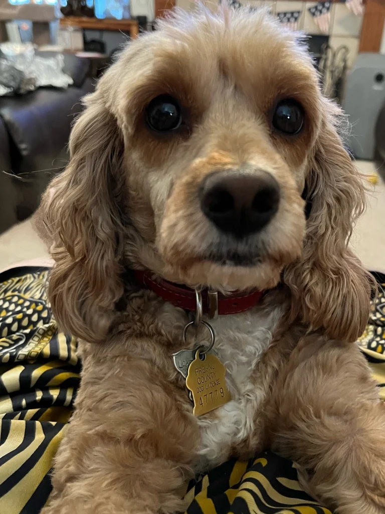 Second Chance Cocker Spaniel Google Places photo