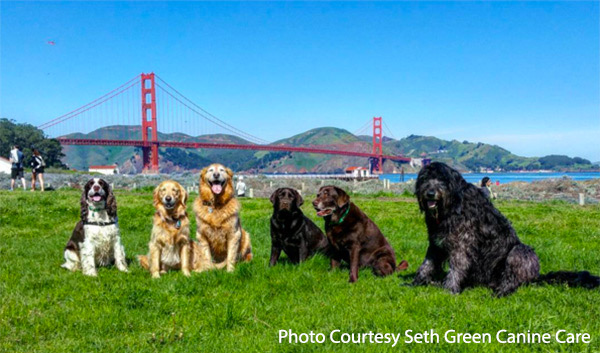 Dogs at Crissy Field