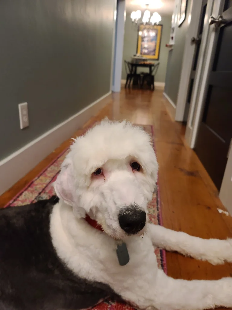 Shaggy Dog Grooming, a dog-friendly dog grooming salon in Grover Beach, California