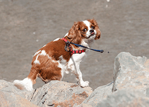 Sharp Park Pacifica beach pup - Janet Fullwood