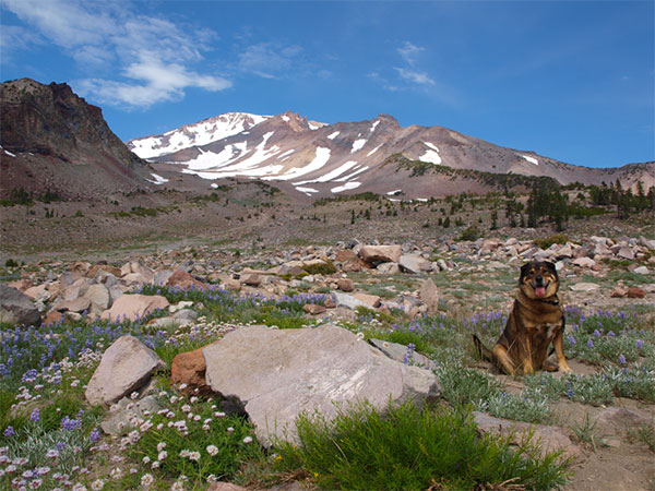 Dog enjoying the Shasta scenery
