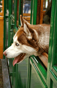 Husky on a train