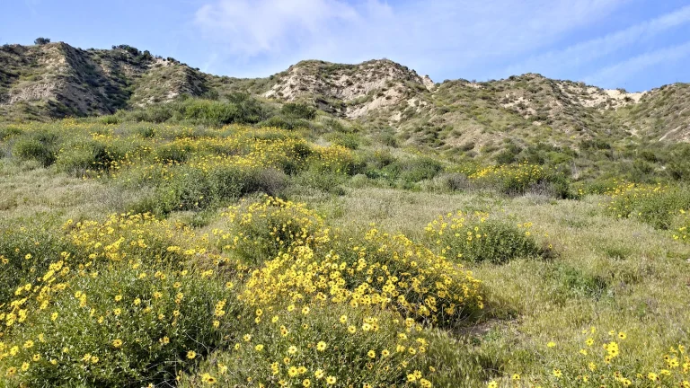 Simi Dog Park