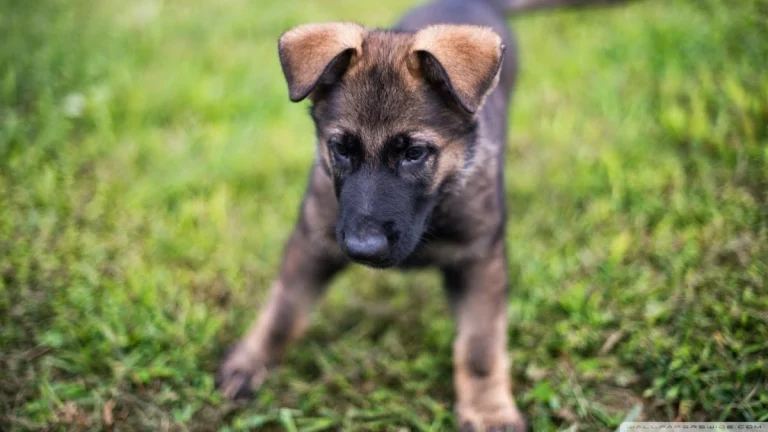 Sit Means Sit