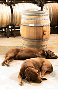 dogs in front of wine barrels