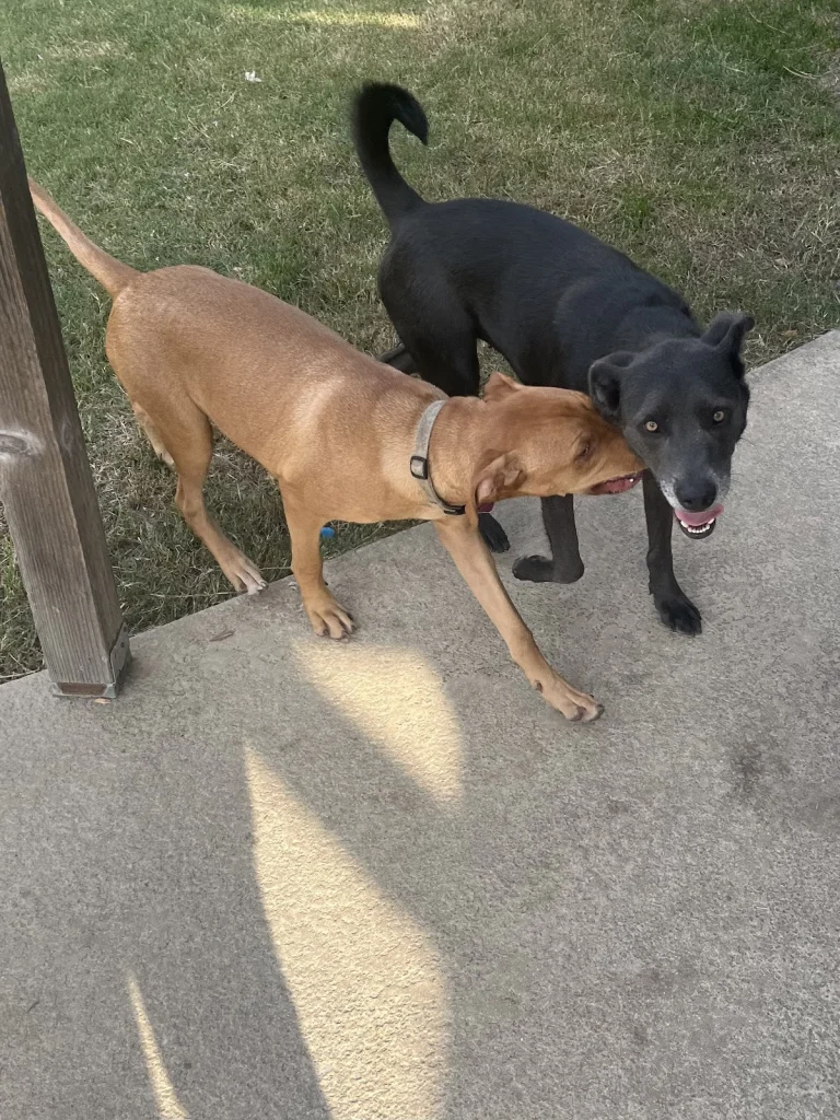 Small Dog Rescue, a dog-friendly animal rescue in Chico, California