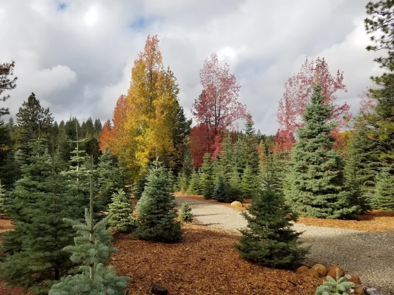 Smart's Christmas Tree Farm, a dog-friendly attraction in Camino, California
